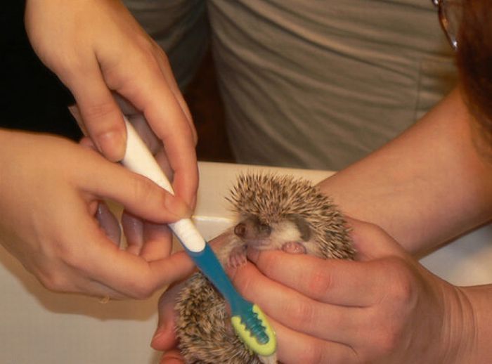 hedgehog taking bath