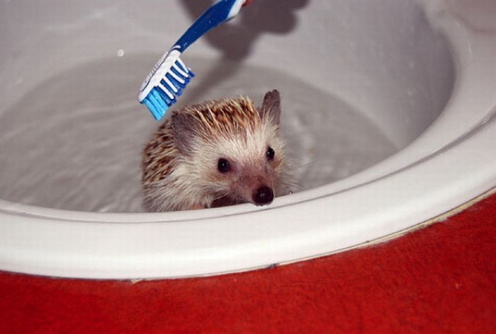 hedgehog taking bath