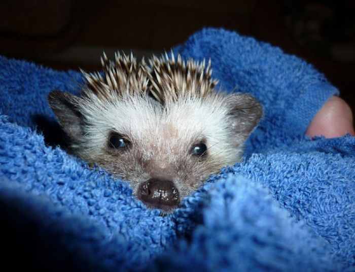 hedgehog taking bath