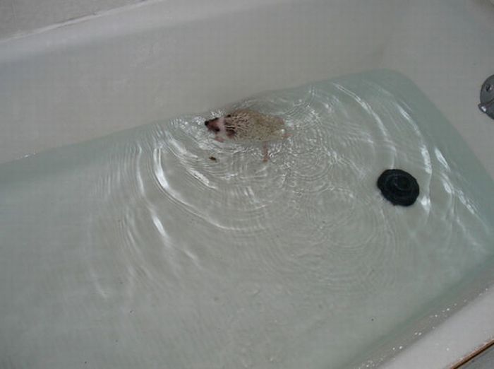 hedgehog taking bath