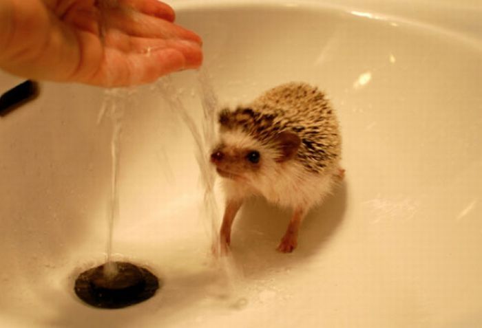 hedgehog taking bath