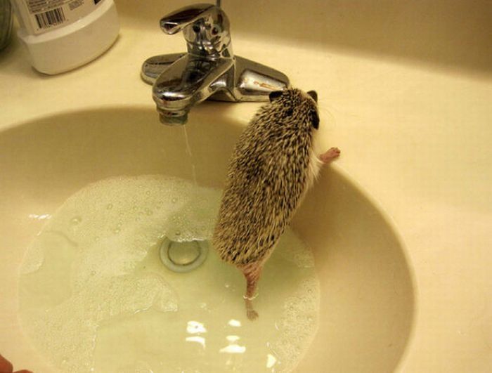 hedgehog taking bath