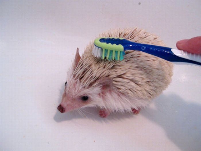 hedgehog taking bath