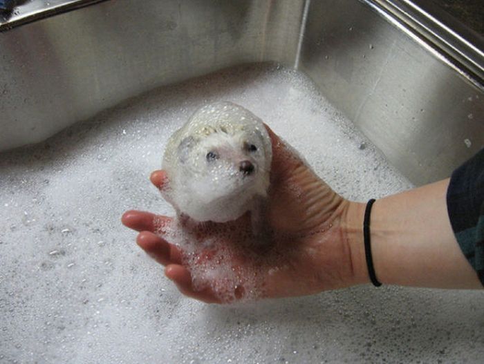 hedgehog taking bath