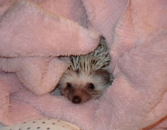 hedgehog taking bath