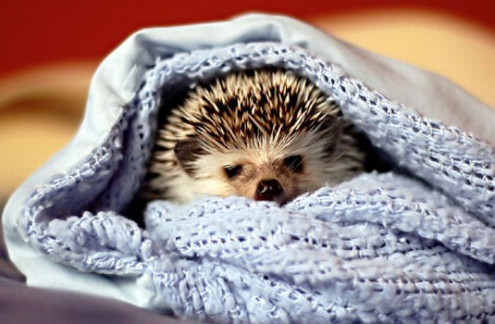 hedgehog taking bath