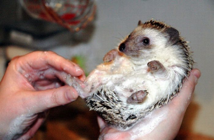 hedgehog taking bath