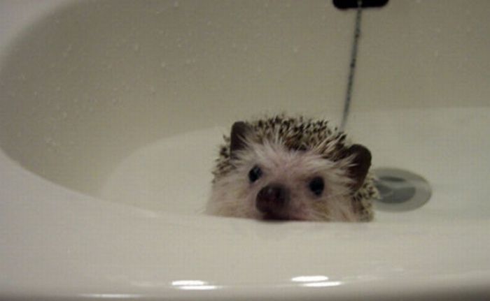 hedgehog taking bath