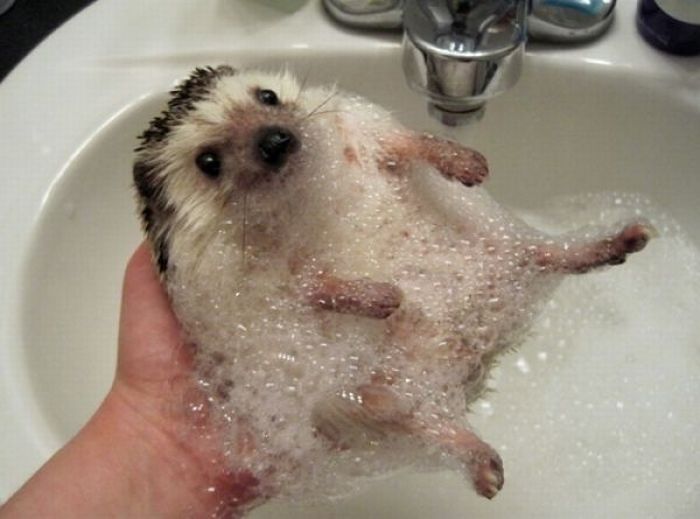 hedgehog taking bath