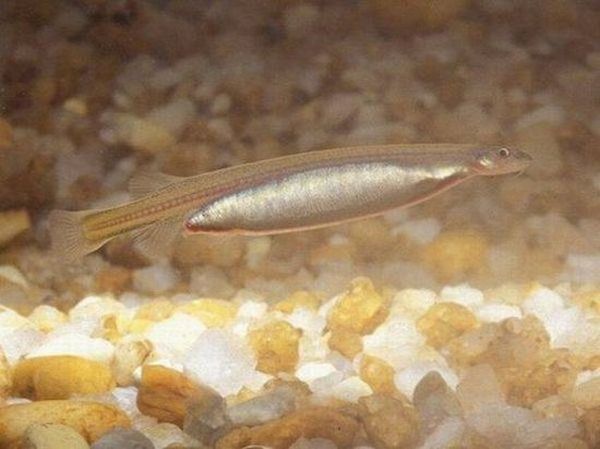 candiru fish