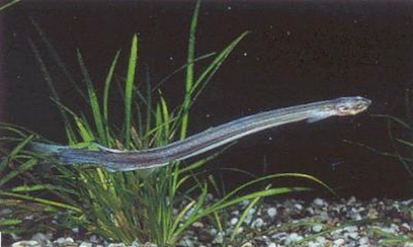 candiru fish