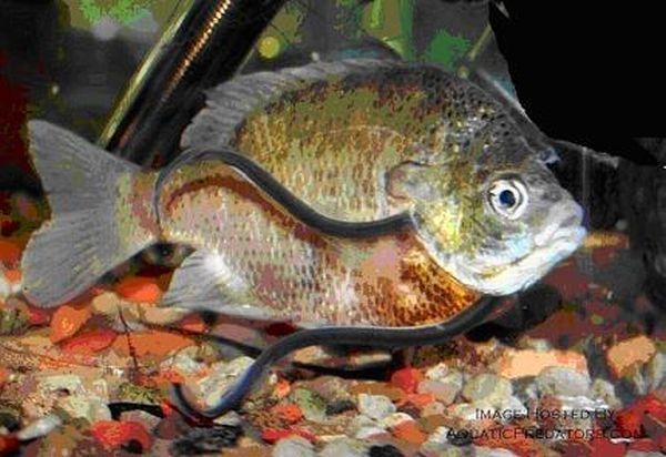 candiru fish