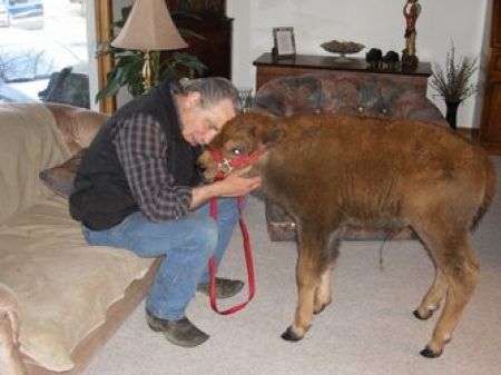 bison pet