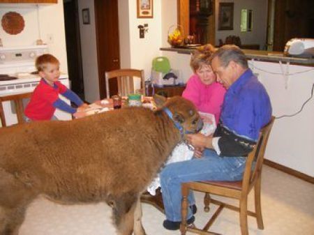 bison pet