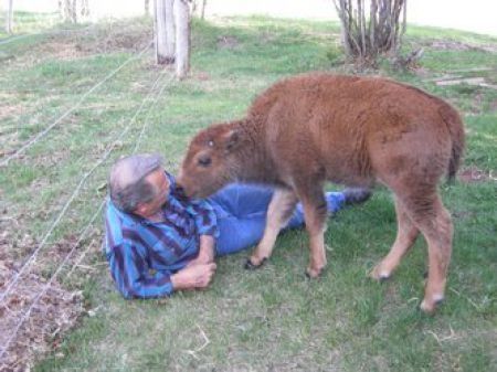 bison pet