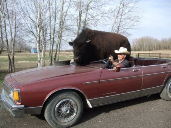 bison pet