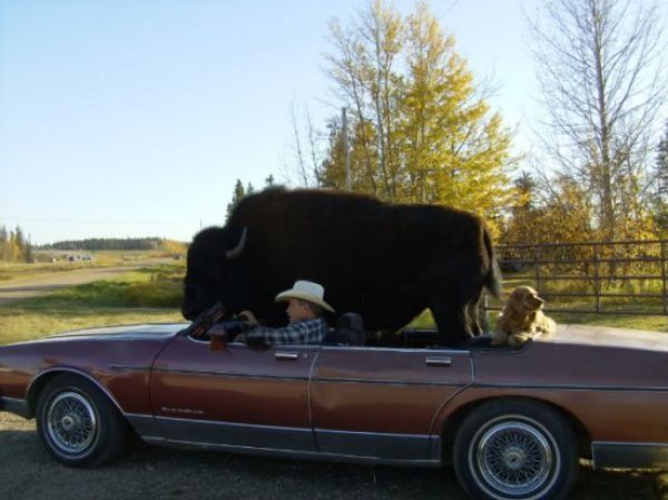 bison pet