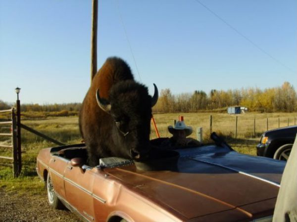 bison pet