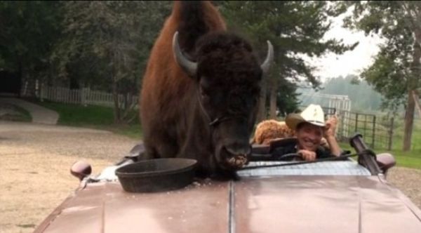 bison pet