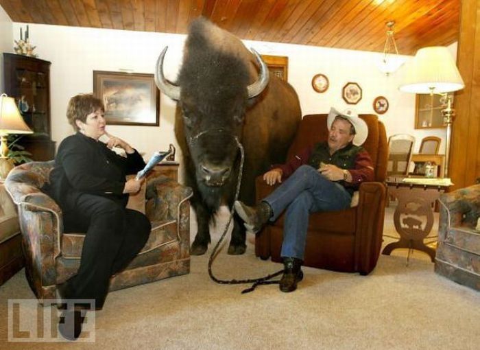 bison pet