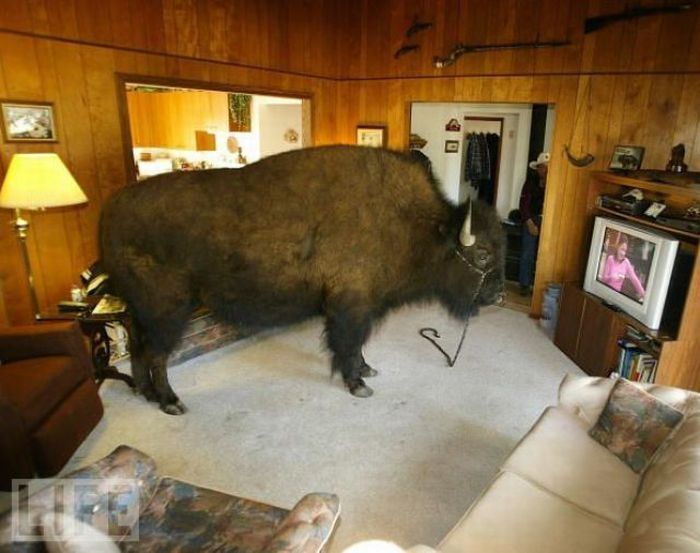 bison pet