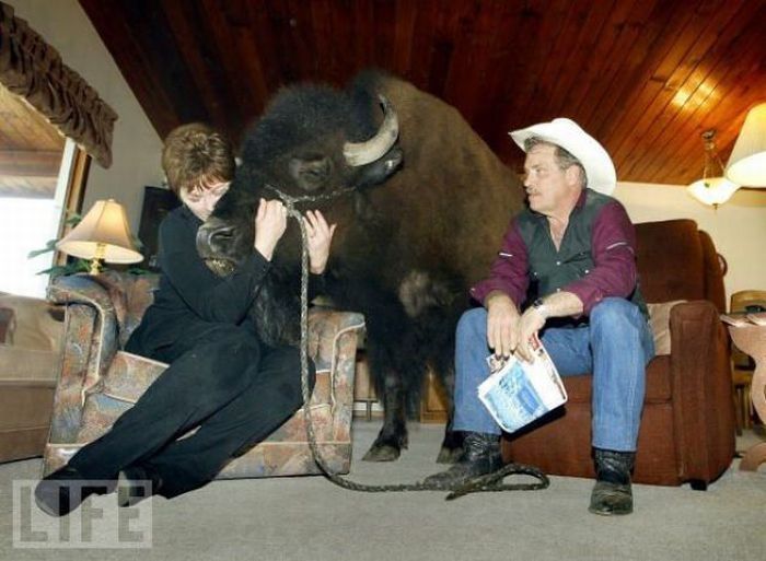 bison pet