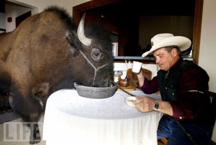 bison pet