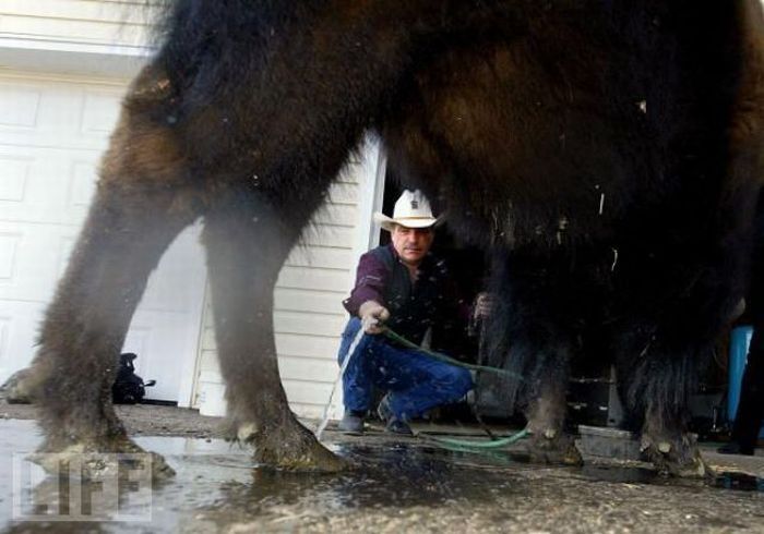 bison pet