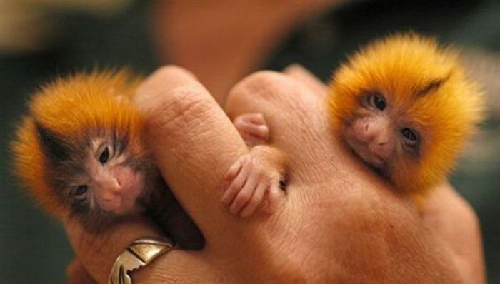 finger monkeys