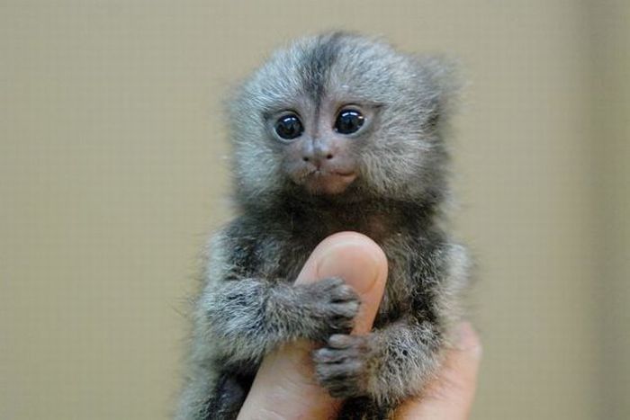 finger monkeys