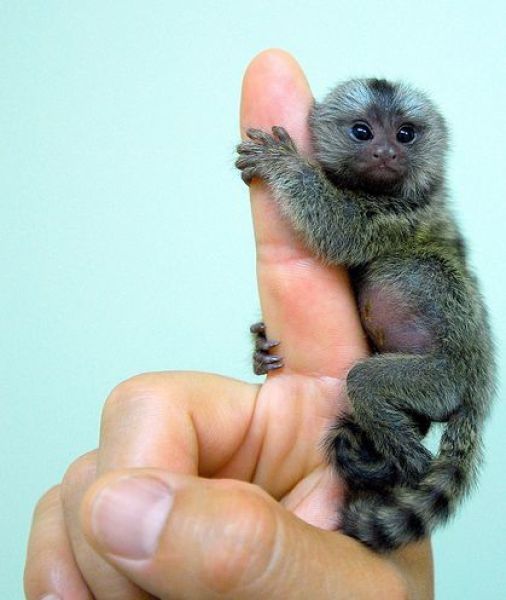 finger monkeys