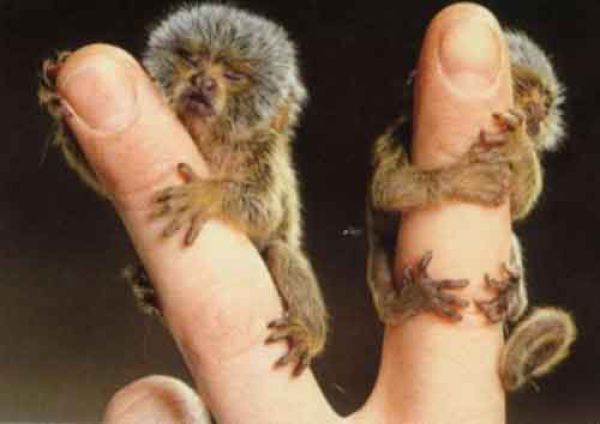 finger monkeys