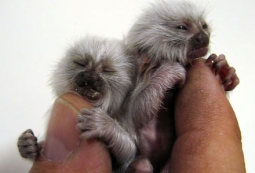 finger monkeys