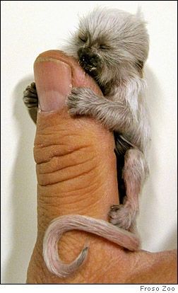 finger monkeys