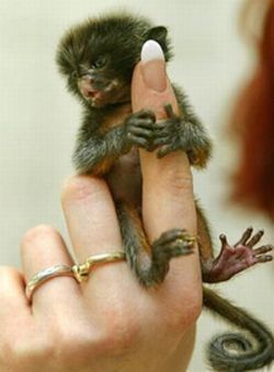 finger monkeys