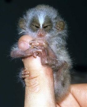 finger monkeys