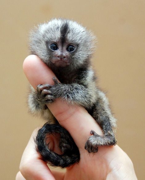 finger monkeys