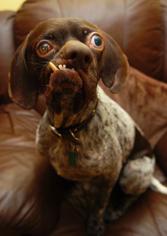 Doug, Britain's ugliest dog found new home