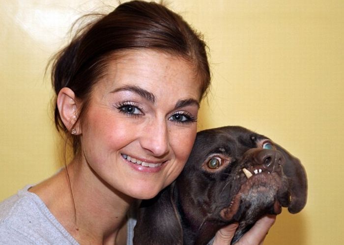 Doug, Britain's ugliest dog found new home