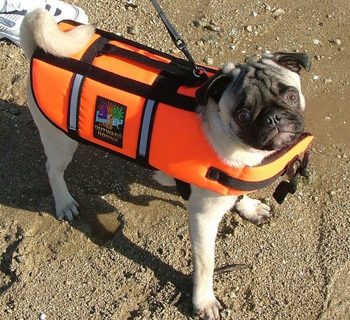 pug in life jacket