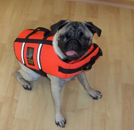 pug in life jacket