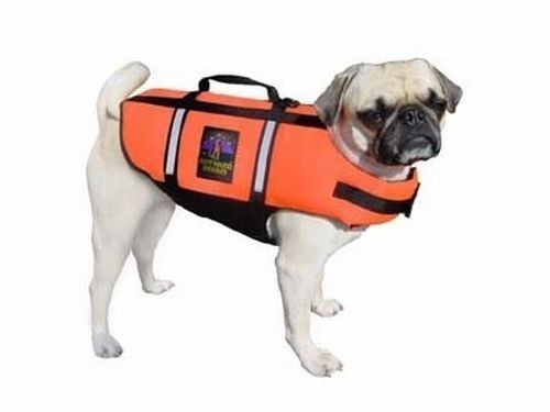 pug in life jacket