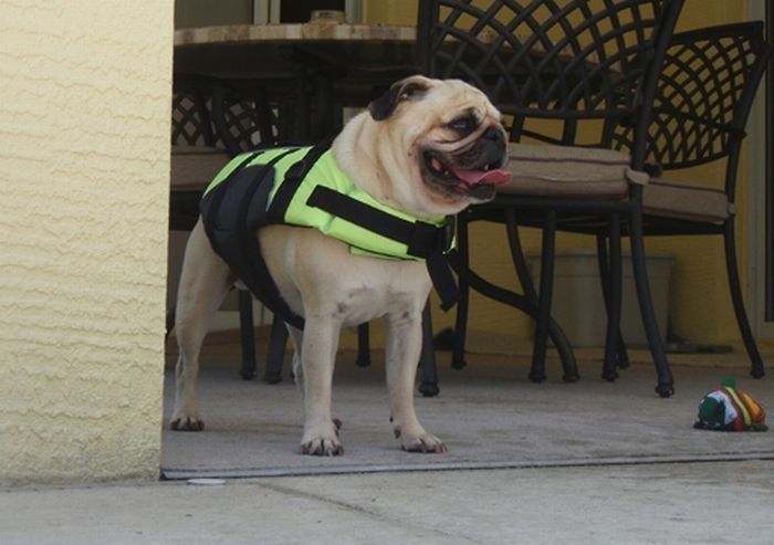 pug in life jacket