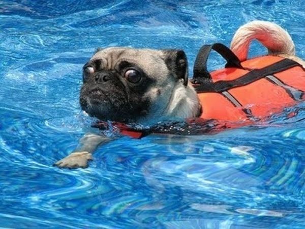 pug in life jacket