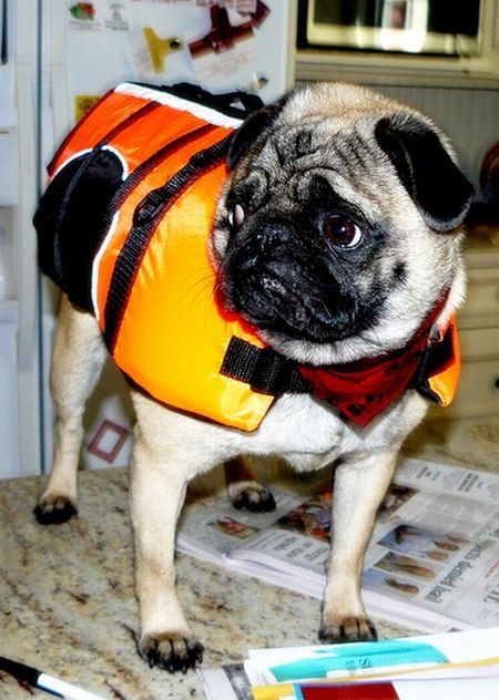 pug in life jacket