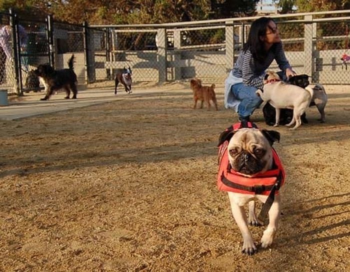 pug in life jacket