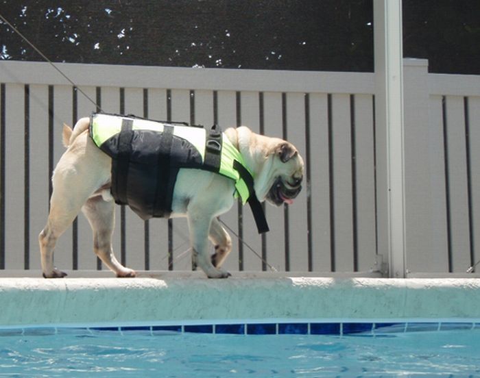 pug in life jacket