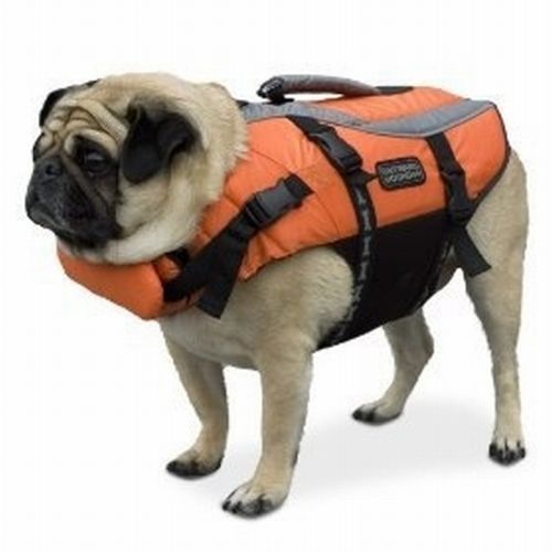 pug in life jacket