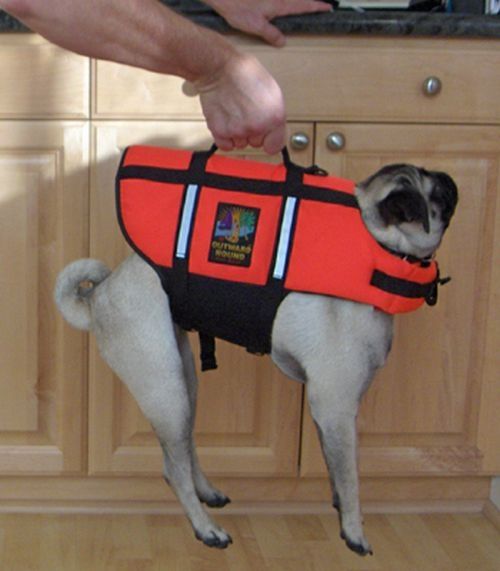 pug in life jacket