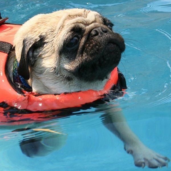 pug in life jacket